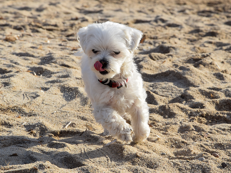 Stella on the beach